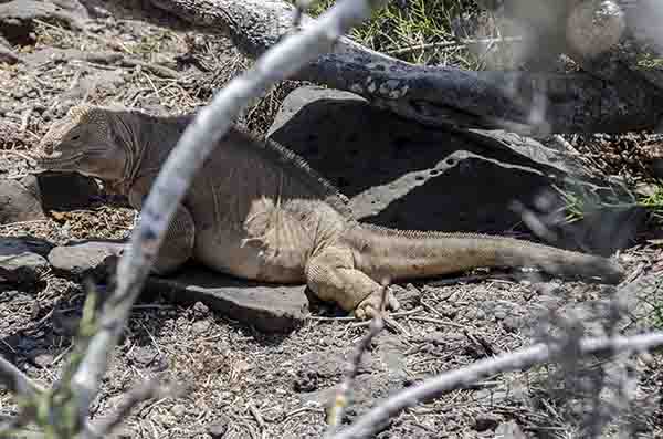 Iguana terrestre de Santa Fé - isla Santa Fé - islas Galápagos - Ecuador 01.jpg